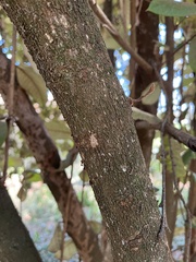 Trichocladus ellipticus