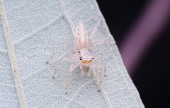 Telamonia