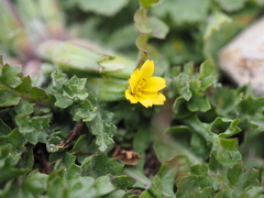 Hyoseris scabra
