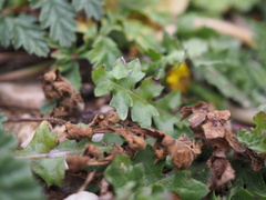 Hyoseris scabra