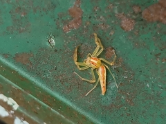 Viciria pavesii