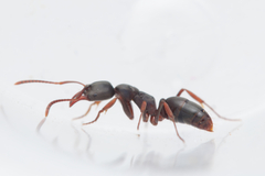 Mesoponera australis