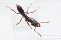 Mesoponera australis