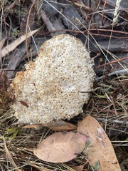 Laetiporus portentosus