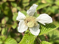 Rubus hirsutus