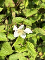 Rubus hirsutus