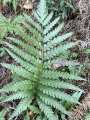 Woodwardia japonica