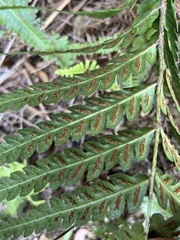 Woodwardia japonica