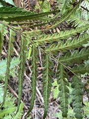 Woodwardia japonica
