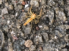 Viciria pavesii