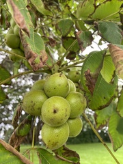 Juglans ailantifolia