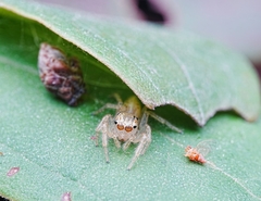 Telamonia