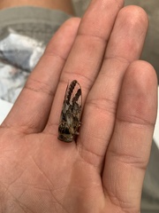 Munza basimacula