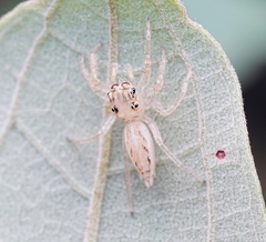 Telamonia
