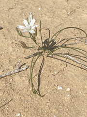 Ornithogalum trichophyllum