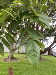 Juglans ailantifolia