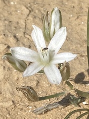 Ornithogalum trichophyllum