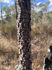 Allocasuarina luehmannii