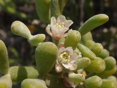 Tetraena fontanesii