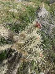 Cylindropuntia echinocarpa
