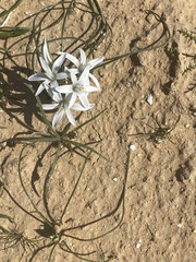 Ornithogalum trichophyllum