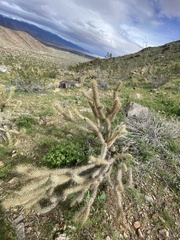 Cylindropuntia echinocarpa