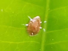 Arthropoda