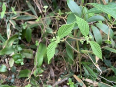 Viburnum luzonicum