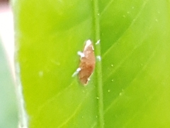 Arthropoda
