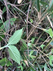 Viburnum luzonicum