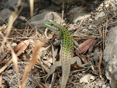 Podarcis siculus siculus