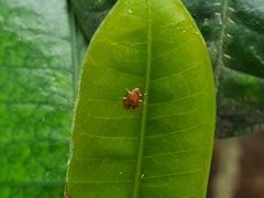 Arthropoda