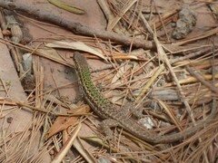 Podarcis siculus siculus