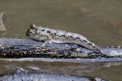 Periophthalmus argentilineatus