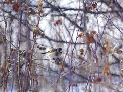 Carduelis carduelis