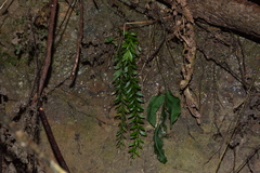 Phlegmariurus fordii