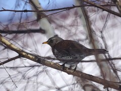 Turdus pilaris