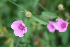 Althaea cannabina
