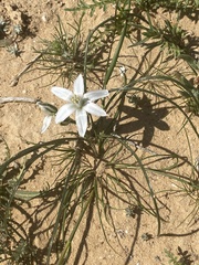 Ornithogalum trichophyllum