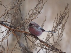 Carpodacus sibiricus