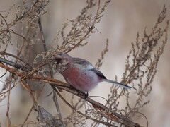 Carpodacus sibiricus