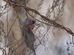 Carpodacus sibiricus