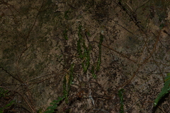 Phlegmariurus fordii