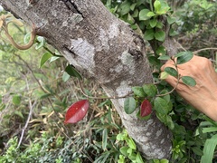 Trachelospermum
