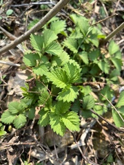 Agrimonia pilosa