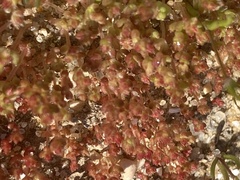 Mesembryanthemum nodiflorum