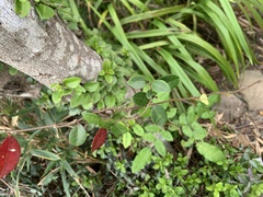 Trachelospermum