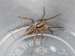 Alopecosa latifasciata