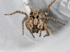 Alopecosa latifasciata