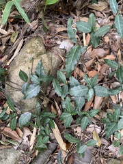 Trachelospermum